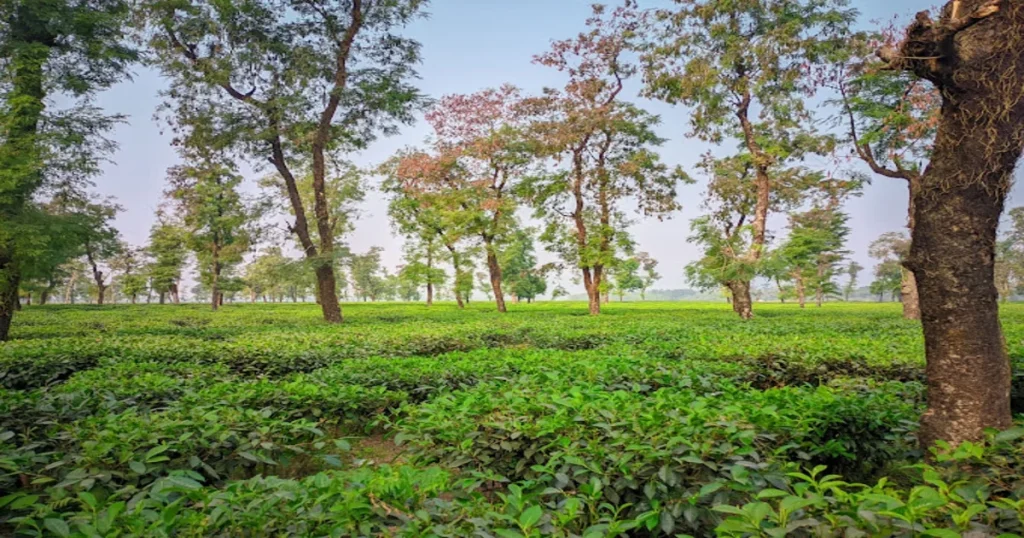 Jaflong Tea Estate