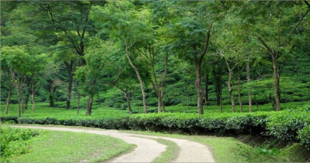 Lakkatura Tea Garden