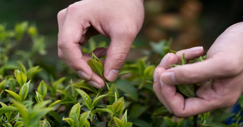 Tea Cultivation Process