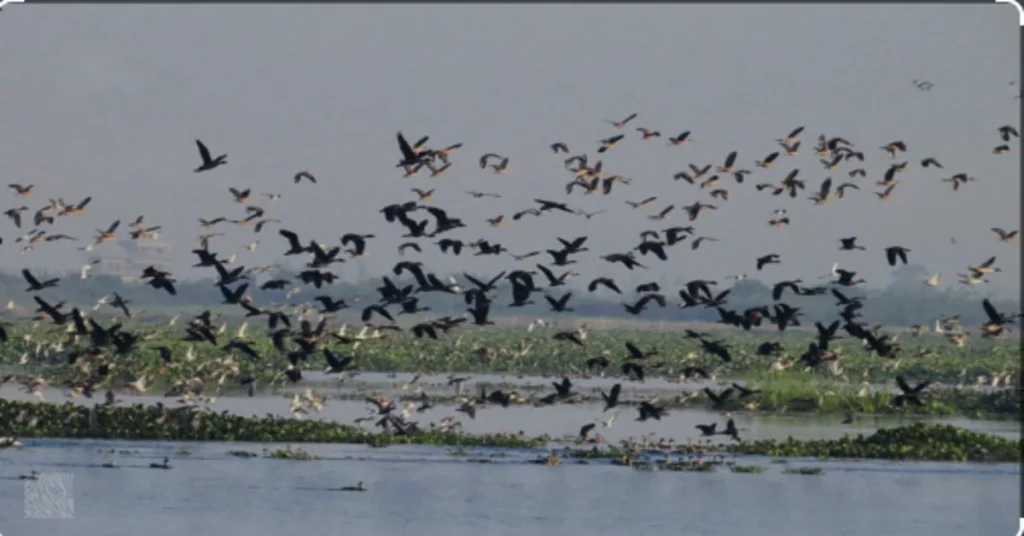 Baikka Beel Wetland Sanctuary