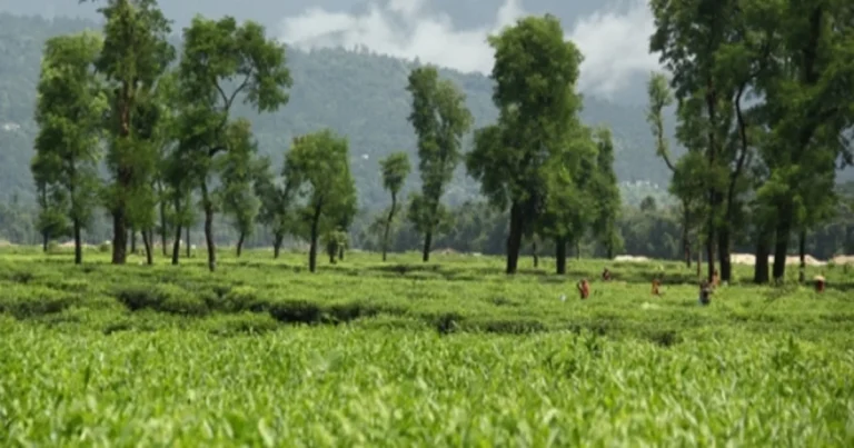 Jaflong Tea Garden