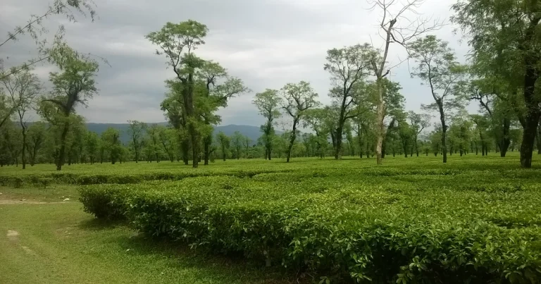 Khasia Polli Tea Gardens