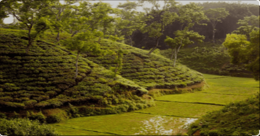 Tea Gardens of Sreemangal