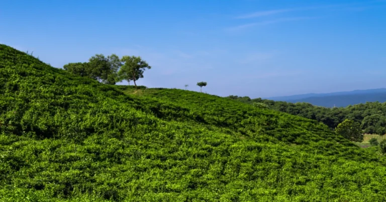sherpur cha bagan